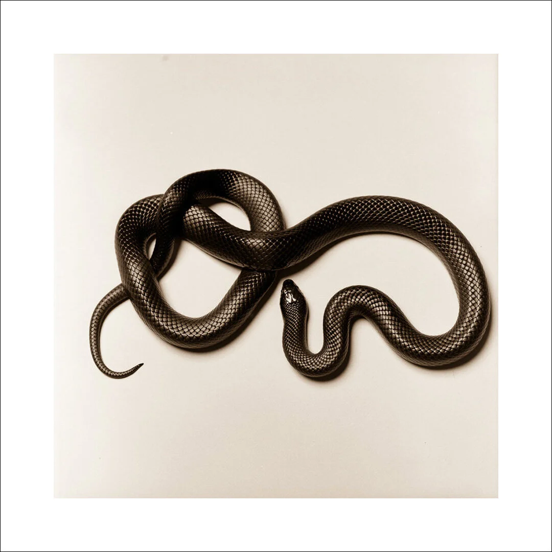 VAL SHAFF - King Snake III